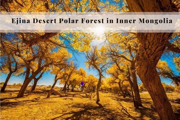 Ejina Desert Polar Forest in Inner Mongolia