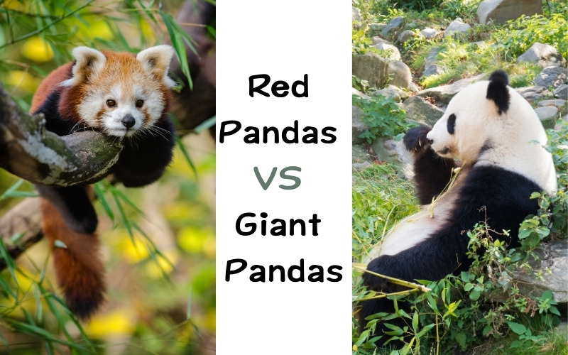 the Differences between Red Pandas and Giant Pandas